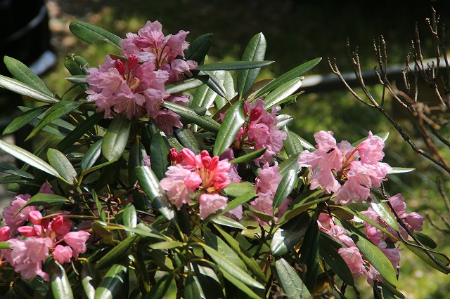 大平山のツツジの花_e0321325_12555066.jpg