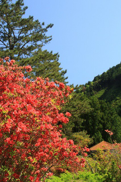 大平山のツツジの花_e0321325_12562374.jpg