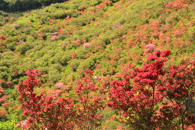 大平山のツツジの花_e0321325_1256263.jpg