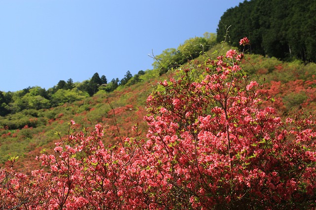 大平山のツツジの花_e0321325_12565726.jpg