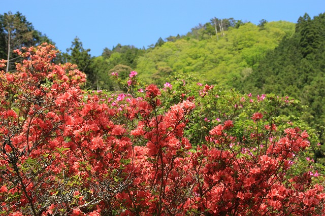 大平山のツツジの花_e0321325_12572169.jpg