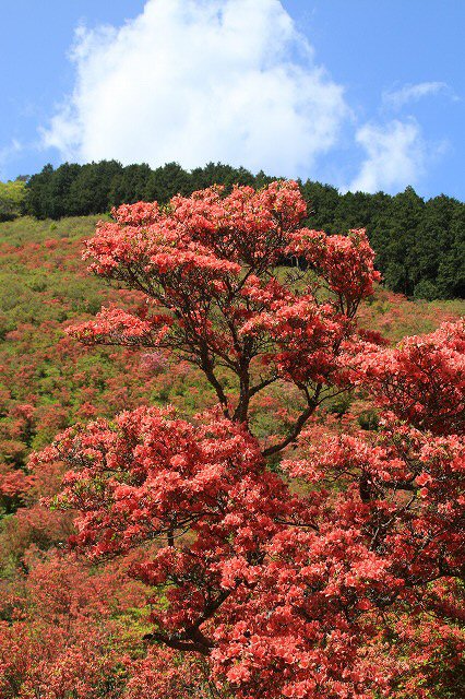 大平山のツツジの花_e0321325_12574337.jpg