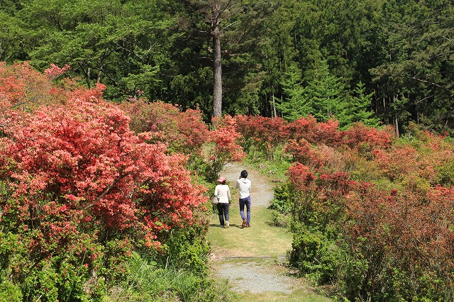 大平山のツツジの花_e0321325_12575657.jpg