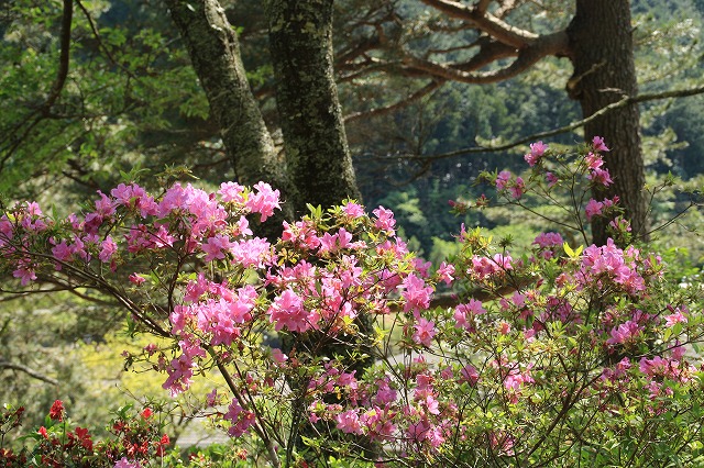 大平山のツツジの花_e0321325_125791.jpg