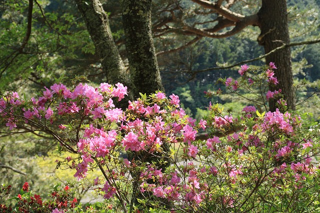 大平山のツツジの花_e0321325_125791.jpg