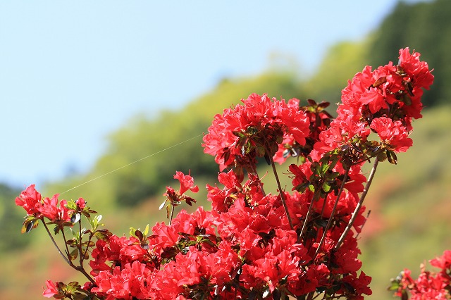 大平山のツツジの花_e0321325_1258891.jpg