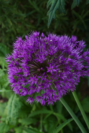 花壇の花たち アリウム編 日々の暮らしの中で見つける さりげない幸せ