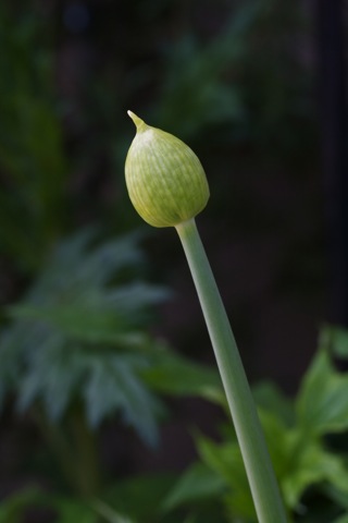 花壇の花たち アリウム編 日々の暮らしの中で見つける さりげない幸せ