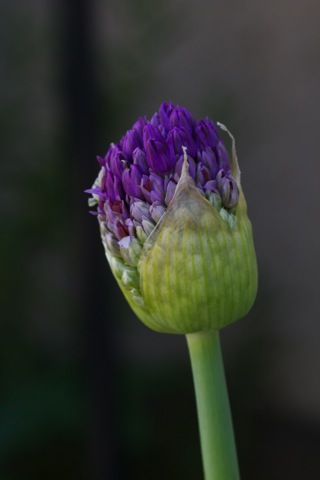 花壇の花たち---アリウム編_e0021328_1335474.jpg