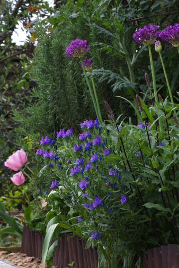 花壇の花たち アリウム編 日々の暮らしの中で見つける さりげない幸せ