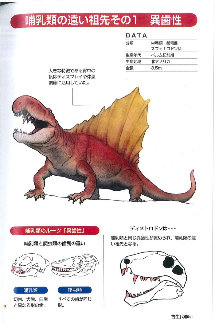 異歯性