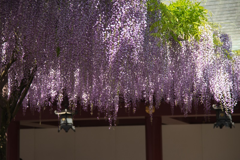 神社の藤ー1_b0230131_1942364.jpg