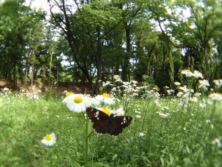 ２０１５年５月初旬　埼玉県中北部公園_c0353632_23085390.jpg