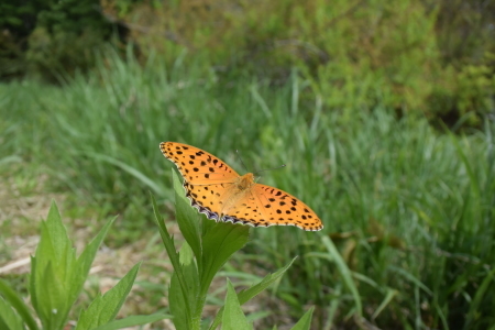 c0353632_23094484.jpg