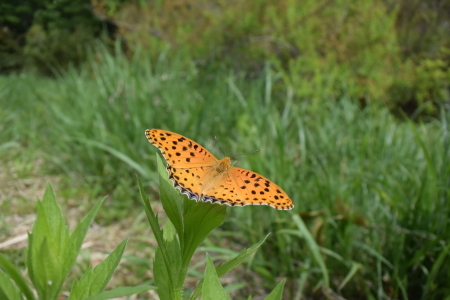 ２０１５年５月初旬　埼玉県中北部公園_c0353632_23094484.jpg