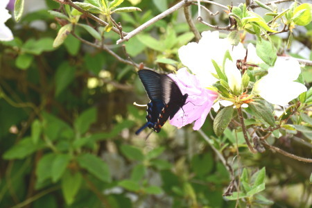 ２０１５年５月初旬　埼玉県中北部公園_c0353632_23131803.jpg