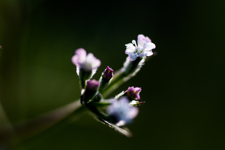 道端の花_d0060435_23304925.jpg