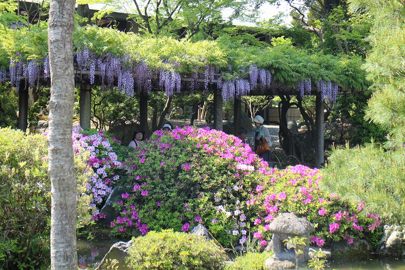 ツツジと藤の『城南宮の庭園』20150425_e0237645_17312019.jpg