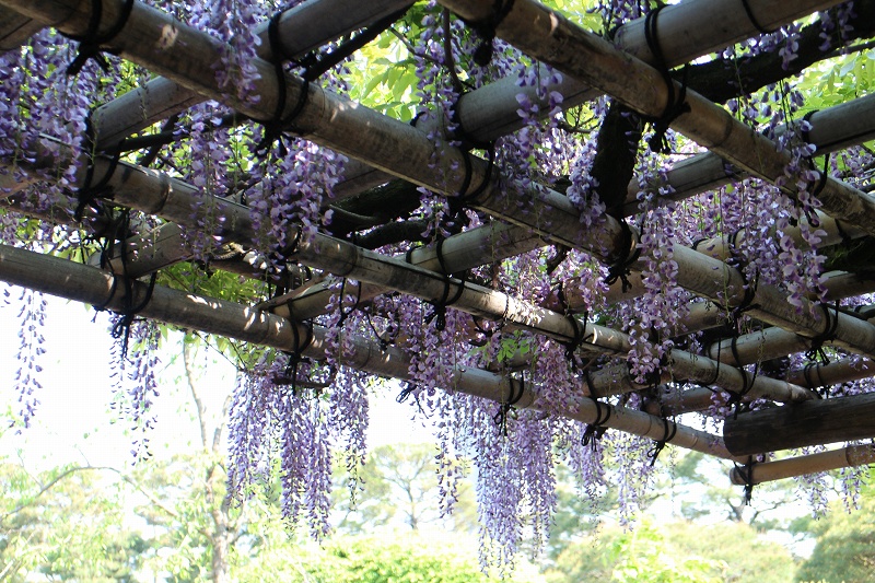 ツツジと藤の『城南宮の庭園』20150425_e0237645_17322755.jpg