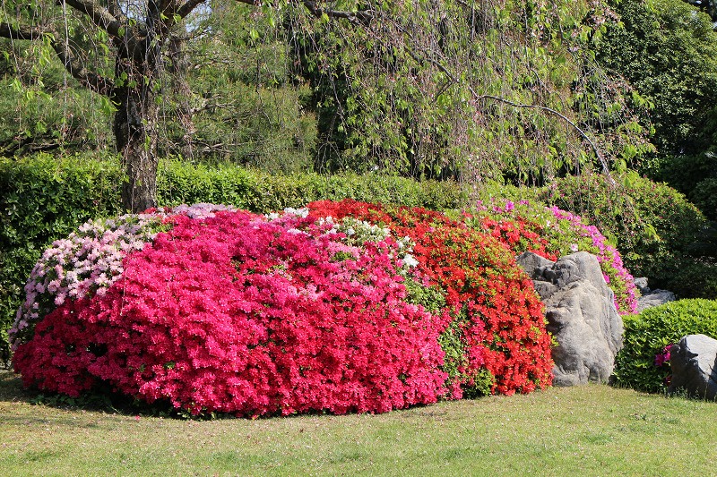 ツツジと藤の『城南宮の庭園』20150425_e0237645_17324445.jpg