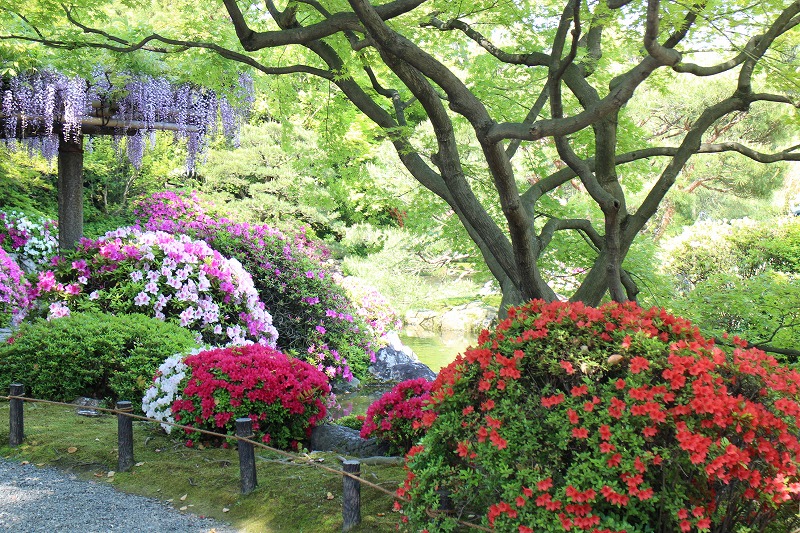ツツジと藤の『城南宮の庭園』20150425_e0237645_17325982.jpg