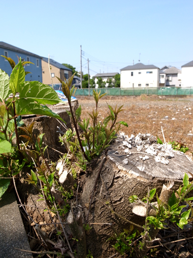 坂道コトコト_e0071652_12111693.jpg