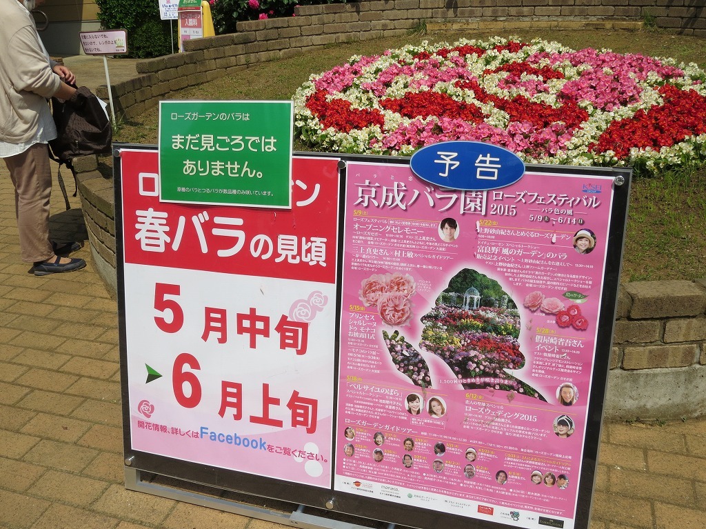 京成バラ園　咲きだしています。　見頃　来週後半　5月中旬以降　2015年5月8日_e0117266_13180530.jpg