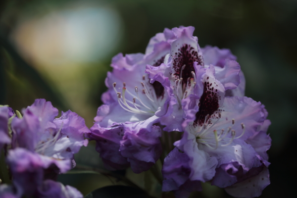 こどもの日に神代植物公園へ 1_b0188569_17303123.jpg