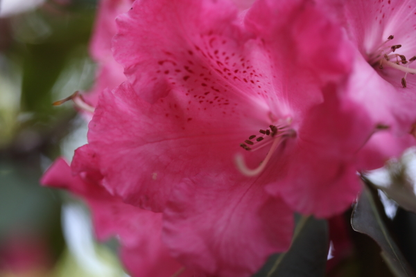 こどもの日に神代植物公園へ 1_b0188569_173047100.jpg