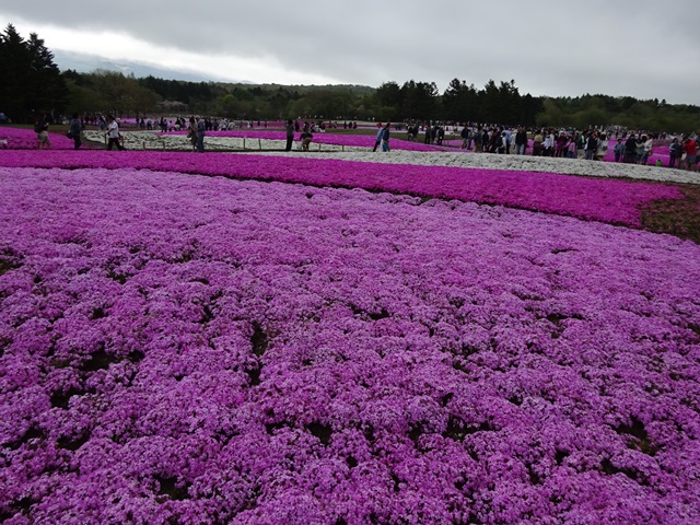 富士の芝桜_c0116370_20231469.jpg