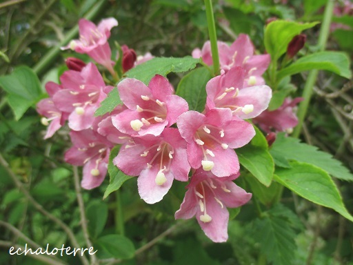 タニウツギに似た花 Weigela Florida オオベニウツギ フランス Bons Vivants Idees Partout タニウツギに似た花 Weigela Florida オオベニウツギ フランス Bons Vivants Idees Partout