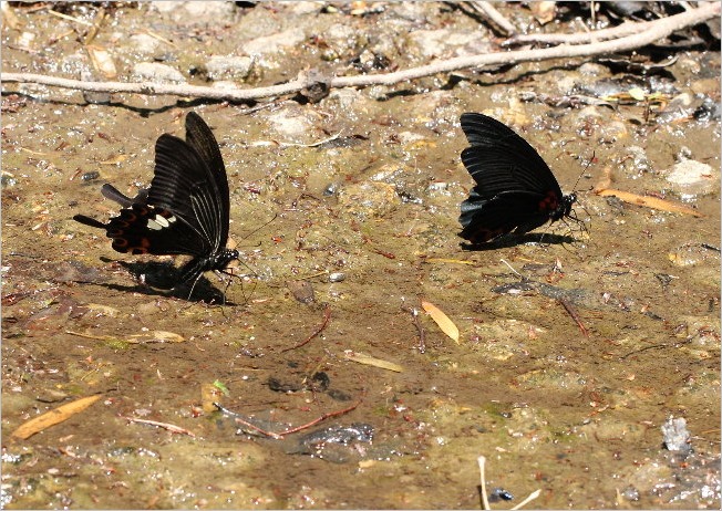 ☆　ヒトツバタゴに黒いチョウ　☆_f0181173_20105093.jpg