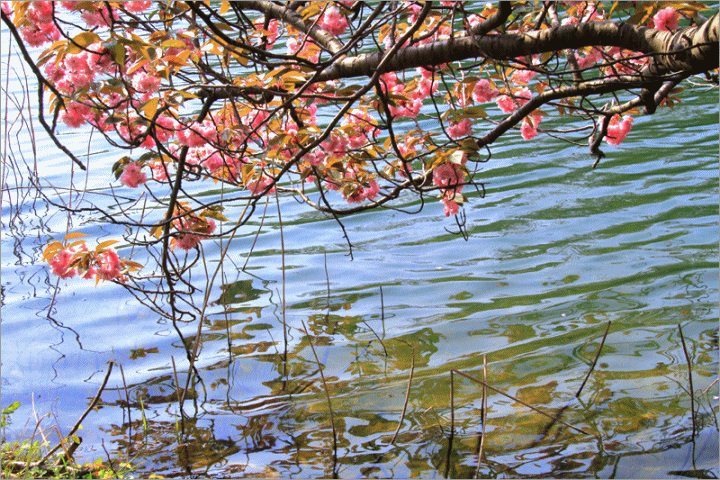 e0149577_1343204.gif