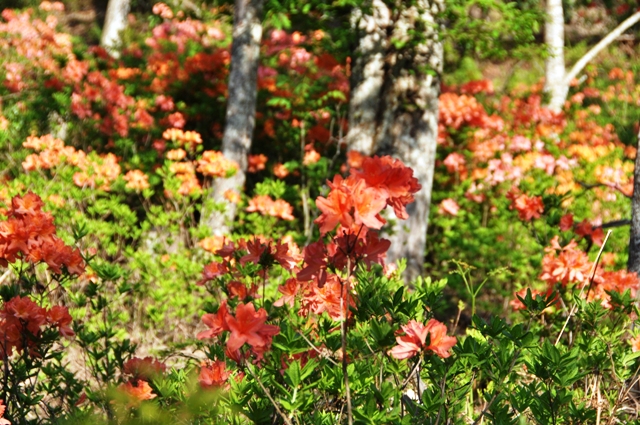 新緑鮮やか、くつきの森！！_f0077877_18375867.jpg