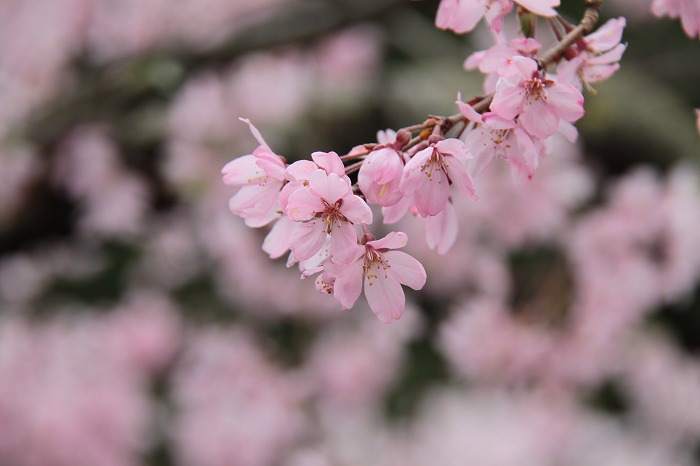 桜_d0020784_23101814.jpg