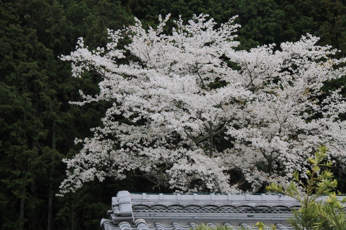 桜_d0020784_23112920.jpg