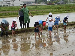田植え体験(上目黒小・枝野小)_d0247484_1710439.jpg