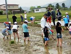 田植え体験(上目黒小・枝野小)_d0247484_17365950.jpg