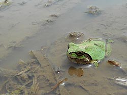 田植え体験(上目黒小・枝野小)_d0247484_17405223.jpg