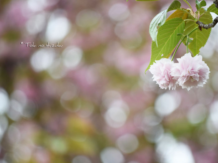 ちっちゃな八重桜 - 時 の 雫