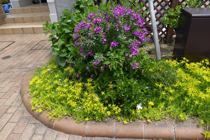 アオサギ・栴檀・メキシコ万年草と常磐姫萩・山法師花･アスパラ･昼顔・匂い蕃茉莉_d0261298_5242472.jpg