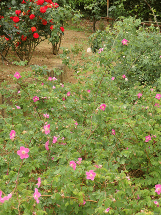 都立園芸高校のばら園_c0204801_19491052.gif