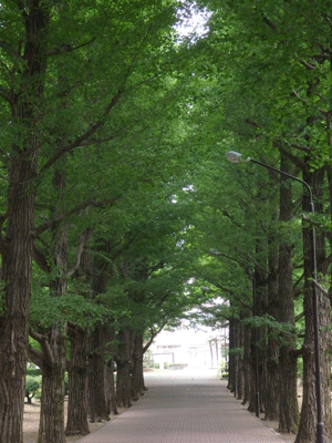 都立園芸高校のばら園_c0204801_19515057.gif