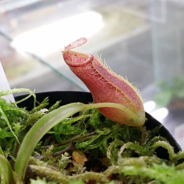 緑は癒し～!!　植物いろいろ!!_c0165803_11911100.jpg