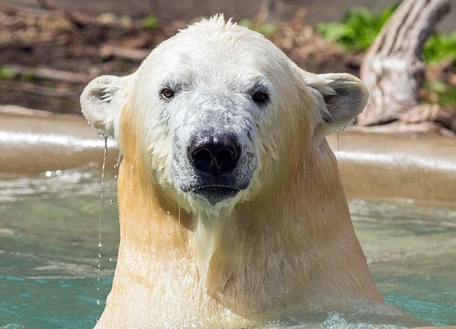 アメリカ ニューヨーク州バッファロー動物園のカリーがミズーリ州のセントルイス動物園に無事到着 Polarbearology Conjectaneum