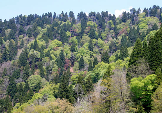 北山で山が笑ってる_e0048413_1834594.jpg