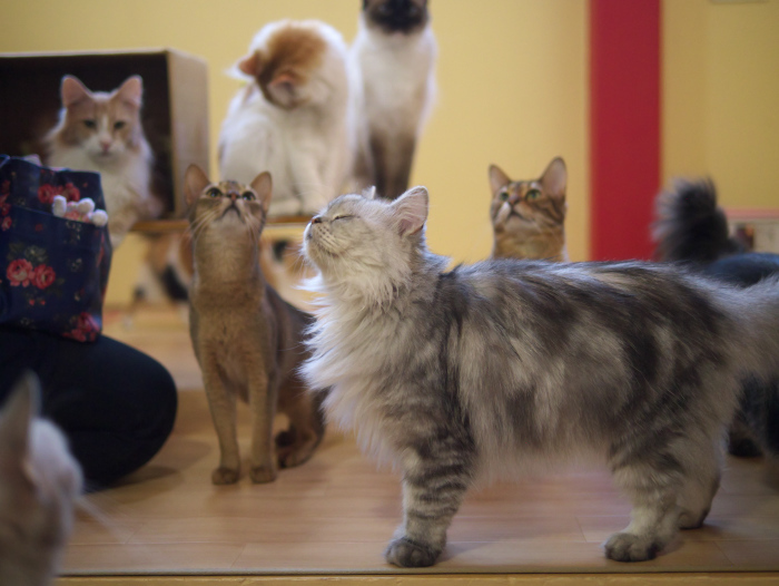 ねこカフェ アミパ前橋インター店 世界の終わりとハードボイルド オーションランド ねこカフェ アミパ前橋インター店 世界の終わりとハードボイルド オーションランド