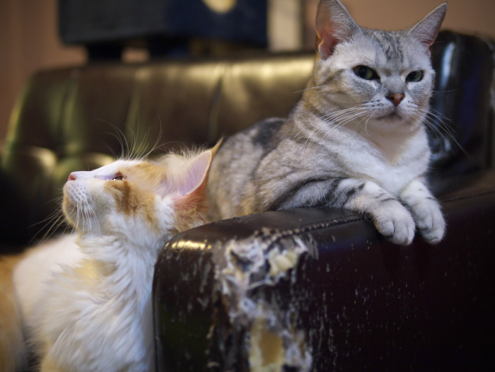 ねこカフェ アミパ前橋インター店 世界の終わりとハードボイルド オーションランド ねこカフェ アミパ前橋インター店 世界の終わりとハードボイルド オーションランド