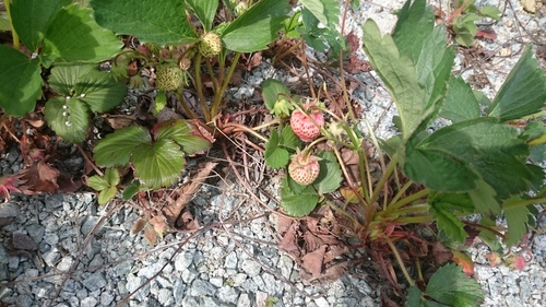 もう少し_e0124021_10212884.jpg