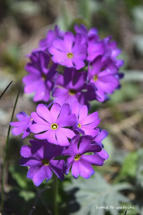 桃岩の開花状況_e0120026_00998.jpg